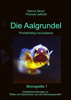 Aalgrundeln – Pholidichthys leucotaenia von Leithold,  Thomas, Strutz,  Helmut