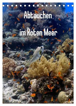 Abtauchen im Roten Meer (Tischkalender 2024 DIN A5 hoch), CALVENDO Monatskalender von Eberschulz,  Lars