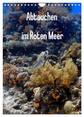 Abtauchen im Roten Meer (Wandkalender 2024 DIN A4 hoch), CALVENDO Monatskalender von Eberschulz,  Lars