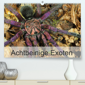 Achtbeinige Exoten (Premium, hochwertiger DIN A2 Wandkalender 2021, Kunstdruck in Hochglanz) von Kairat - dewolli.de,  Wolfgang