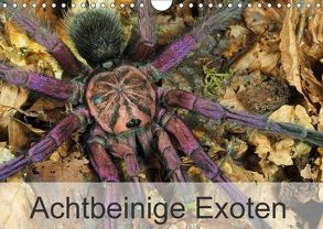 Achtbeinige Exoten (Wandkalender 2018 DIN A4 quer) von Kairat - dewolli.de,  Wolfgang