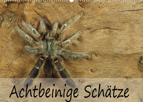 Achtbeinige Schätze (Wandkalender 2023 DIN A2 quer) von Kairat - dewolli.de,  Wolfgang