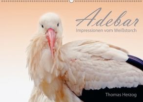 ADEBAR (Wandkalender 2018 DIN A2 quer) von Herzog,  Thomas, www.bild-erzaehler.com