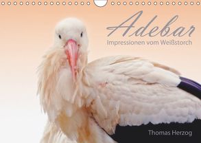 ADEBAR (Wandkalender 2019 DIN A4 quer) von Herzog,  Thomas, www.bild-erzaehler.com