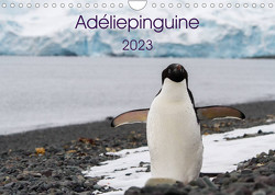 Adéliepinguine (Wandkalender 2023 DIN A4 quer) von Utelli,  Anna-Barbara