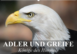Adler und Greife – Könige des Himmels (Wandkalender 2023 DIN A2 quer) von Stanzer,  Elisabeth