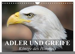 Adler und Greife – Könige des Himmels (Wandkalender 2024 DIN A4 quer), CALVENDO Monatskalender von Stanzer,  Elisabeth