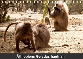 Äthiopiens Geladas hautnah (Tischkalender 2018 DIN A5 quer) von Krause,  Johanna