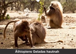 Äthiopiens Geladas hautnah (Wandkalender 2018 DIN A3 quer) von Krause,  Johanna
