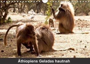 Äthiopiens Geladas hautnah (Wandkalender 2018 DIN A4 quer) von Krause,  Johanna