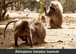 Äthiopiens Geladas hautnah (Wandkalender 2019 DIN A3 quer) von Krause,  Johanna