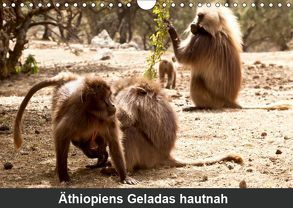 Äthiopiens Geladas hautnah (Wandkalender 2019 DIN A4 quer) von Krause,  Johanna