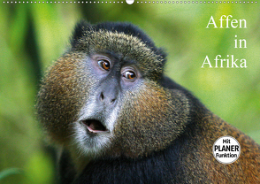 Affen in Afrika (Wandkalender 2021 DIN A2 quer) von Herzog,  Michael