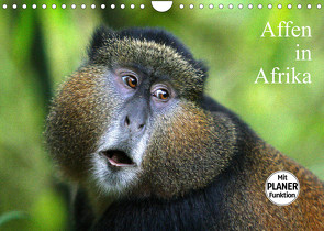 Affen in Afrika (Wandkalender 2022 DIN A4 quer) von Herzog,  Michael