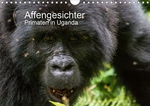 Affengesichter – Primaten in Uganda (Wandkalender 2021 DIN A4 quer) von Helmut Gulbins,  Dr.