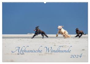 AFGHANISCHE WINDHUNDE 2024 (Wandkalender 2024 DIN A2 quer), CALVENDO Monatskalender von Mirsberger annettmirsberger.de,  Annett