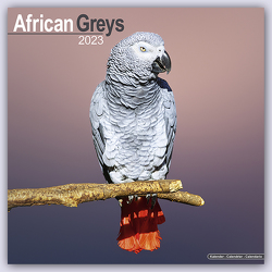 African Greys – Graupapageien 2023 – 16-Monatskalender