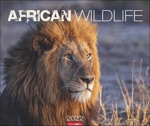 African Wildlife Kalender 2022 von Weingarten