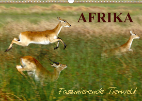 Afrika – Faszinierende Tierwelt (Wandkalender 2020 DIN A3 quer) von Haase,  Nadine