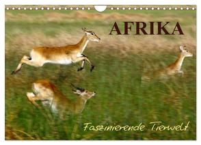 Afrika – Faszinierende Tierwelt (Wandkalender 2024 DIN A4 quer), CALVENDO Monatskalender von Haase,  Nadine