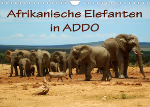 Afrikanische Elefanten in ADDO (Wandkalender 2023 DIN A4 quer) von van Wyk,  Anke