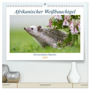 Afrikanische Weißbauchigel (hochwertiger Premium Wandkalender 2024 DIN A2 quer), Kunstdruck in Hochglanz von und Marina Zimmermann Fotografie GbR,  Andreas