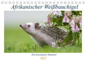 Afrikanische Weißbauchigel (Tischkalender 2022 DIN A5 quer) von und Marina Zimmermann Fotografie GbR,  Andreas