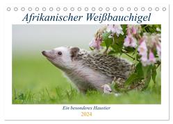 Afrikanische Weißbauchigel (Tischkalender 2024 DIN A5 quer), CALVENDO Monatskalender von und Marina Zimmermann Fotografie GbR,  Andreas