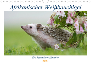 Afrikanische Weißbauchigel (Wandkalender 2021 DIN A4 quer) von und Marina Zimmermann Fotografie GbR,  Andreas