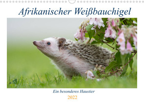 Afrikanische Weißbauchigel (Wandkalender 2022 DIN A3 quer) von und Marina Zimmermann Fotografie GbR,  Andreas