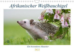 Afrikanische Weißbauchigel (Wandkalender 2022 DIN A4 quer) von und Marina Zimmermann Fotografie GbR,  Andreas