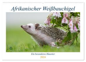 Afrikanische Weißbauchigel (Wandkalender 2024 DIN A2 quer), CALVENDO Monatskalender von und Marina Zimmermann Fotografie GbR,  Andreas