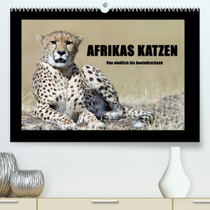 Afrikas Katzen (Premium, hochwertiger DIN A2 Wandkalender 2023, Kunstdruck in Hochglanz) von Stern,  Angelika