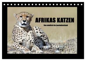 Afrikas Katzen (Tischkalender 2024 DIN A5 quer), CALVENDO Monatskalender von Stern,  Angelika