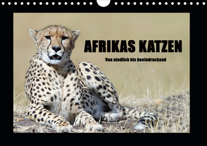 Afrikas Katzen (Wandkalender 2021 DIN A4 quer) von Stern,  Angelika