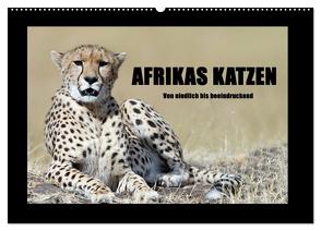 Afrikas Katzen (Wandkalender 2024 DIN A2 quer), CALVENDO Monatskalender von Stern,  Angelika