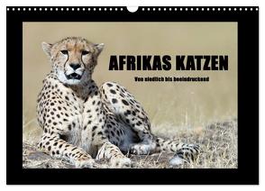 Afrikas Katzen (Wandkalender 2024 DIN A3 quer), CALVENDO Monatskalender von Stern,  Angelika