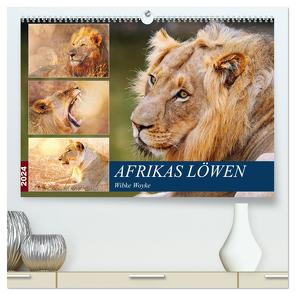 Afrikas Löwen 2024 (hochwertiger Premium Wandkalender 2024 DIN A2 quer), Kunstdruck in Hochglanz von Woyke,  Wibke