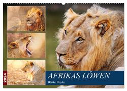 Afrikas Löwen 2024 (Wandkalender 2024 DIN A2 quer), CALVENDO Monatskalender von Woyke,  Wibke