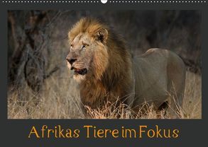 Afrikas Tiere im FokusAT-Version (Wandkalender 2019 DIN A2 quer) von Schörkhuber,  Johann