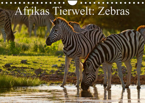 Afrikas Tierwelt: Zebras (Wandkalender 2023 DIN A4 quer) von Voss,  Michael