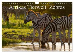 Afrikas Tierwelt: Zebras (Wandkalender 2024 DIN A4 quer), CALVENDO Monatskalender von Voss,  Michael