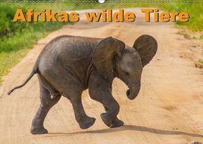 Afrikas wilde Tiere (Wandkalender 2019 DIN A2 quer) von Struckmann /FSTWildlife,  Frank