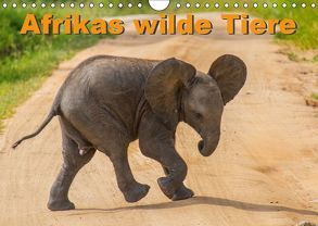 Afrikas wilde Tiere (Wandkalender 2019 DIN A4 quer) von Struckmann /FSTWildlife,  Frank