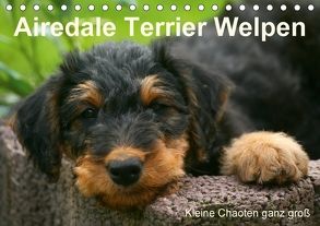 Airedale Terrier Welpen (Tischkalender 2018 DIN A5 quer) von Milau,  Susan
