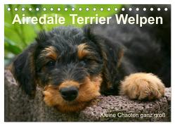 Airedale Terrier Welpen (Tischkalender 2024 DIN A5 quer), CALVENDO Monatskalender von Milau,  Susan