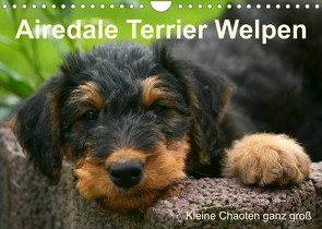 Airedale Terrier Welpen (Wandkalender 2023 DIN A4 quer) von Milau,  Susan