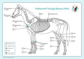 Akupunktur-Tafel Pferd von Bassols Rheinfelder,  Layena