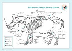 Akupunktur-Tafel Schwein von Bassols Rheinfelder,  Layena