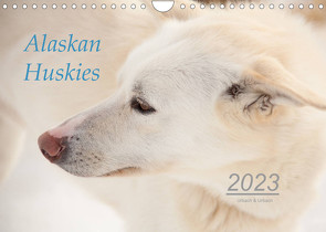 Alaskan Huskies (Wandkalender 2023 DIN A4 quer) von & Urbach,  Urbach